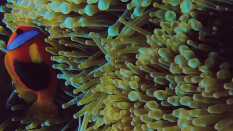 Clownfish-swimming-among-sea-anemones-in-strong-ocean-current,-vertical-video