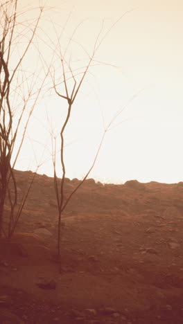 barren landscape: dry, dead trees on red soil