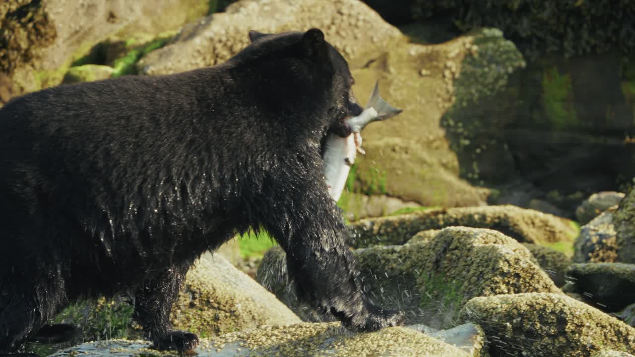 Orso nero a Port Hardy che pesca in un ruscello roccioso all'aperto