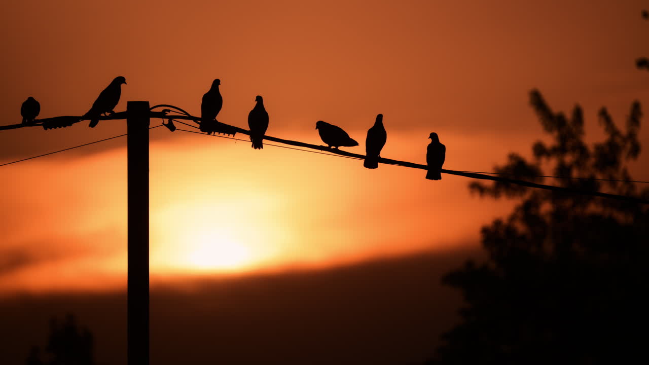Silhouetted birds perched on a power line against a stunning sunset background