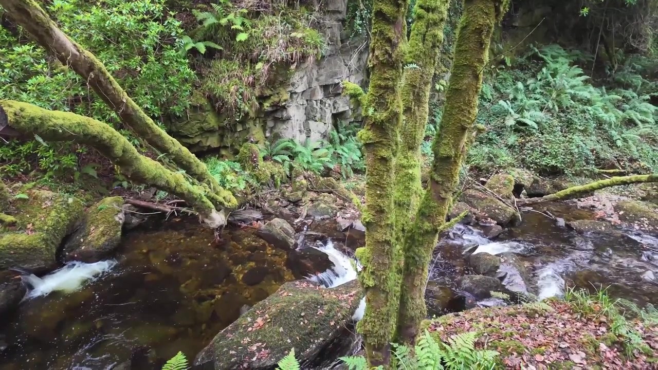Arroyo de agua fluyendo pacíficamente entre dos pares de troncos de árboles delgados cubiertos de musgo en un bosque otoñal.