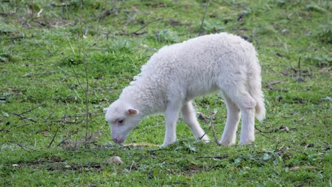 Slow-motion-shot-of-cute,-fuzzy-lamb-grazing-by-itself-in-Sardinia,-Italy