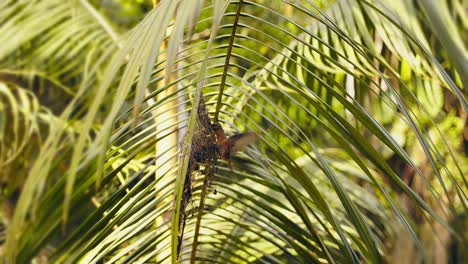 wide shot of a hermit humming bird nest hanging on a palm tree as the parent bird arrives and holds on to the nest as it feeds the chicks with nectar