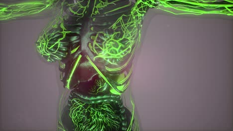 human body with glow blood vessels