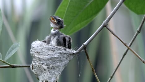 junger malaysischer rattenschwanz, der im nest aufwacht - nahaufnahme