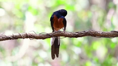 Shama-De-Rabadilla-Blanca-Encaramado-En-Una-Vid-Con-Fondo-Bokeo-Del-Bosque,-Copsychus-Malabaricus,-En-Cámara-Lenta