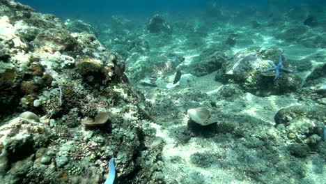 Slow-motion-hawksbill-sea-turtle-swimming-between-bleached-corals