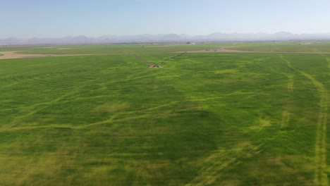 Vista-Aérea-Del-Crecimiento-Exitoso-De-Las-Plantas-De-Trigo-En-Las-Granjas-De-Trigo-De-Sharjah-En-Los-Emiratos-Árabes-Unidos.