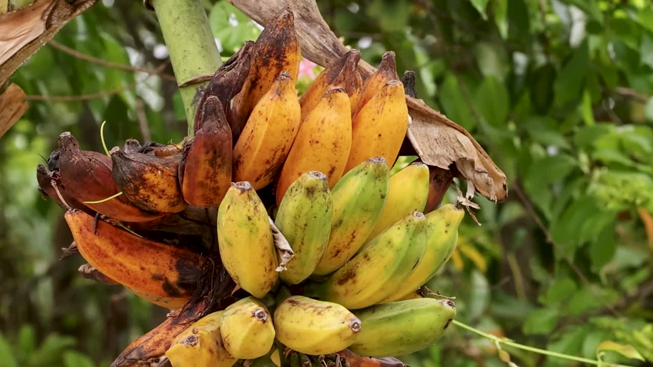 초록색 숲 속의 나무에서 바나나 어리가 익는 모습, 자연스러운 낮빛에서 최소한의 카메라 움직임으로 찍은 사진