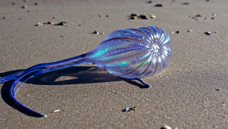 iridescent marine organism on a sandy beach