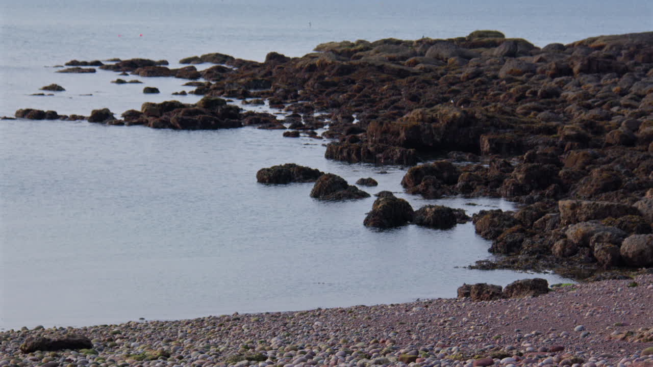 Rocce esposte con la bassa marea nella spiaggia, il vecchio porto con la bassa marea ad Auchmithie