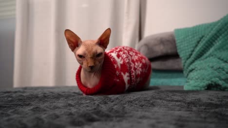 egyptian cat hairless indoors at home for christmas during winter wearing a sweater