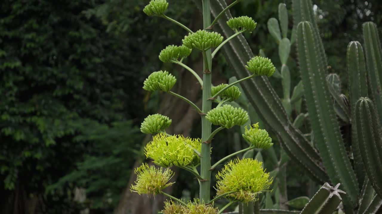 Goldenflower century plant blooming tall beside cactus in lush green nature setting