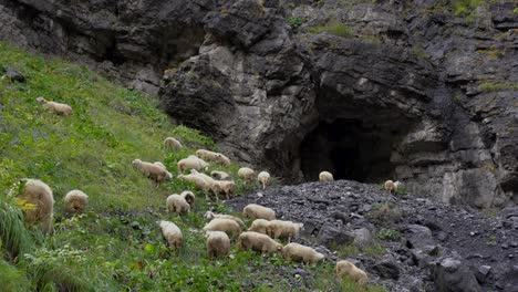 herd of sheep grazing on a green meadow near a cave in alpine landscape