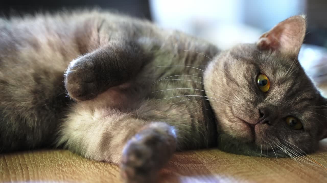 피곤한 아기 고양이가 거실 바닥에 누워 휴식을 취하고 있습니다 - 프로레스에서 슬로우 모션 촬영