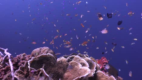 Tropical-coral-reef-with-hard-corals-and-many-reef-fishes,-static-shot