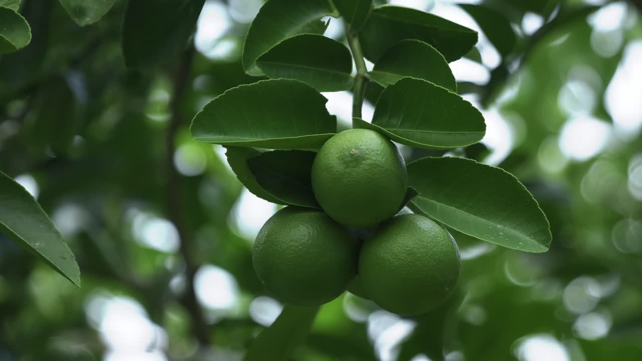 limas en un árbol al aire libre durante el día de cerca.