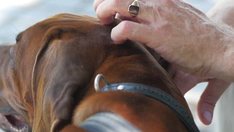 person gently petting a dog's head