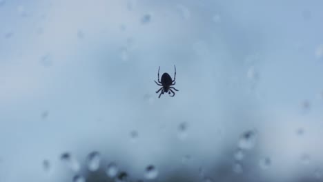 silhouette of a small spider hanging upside down
