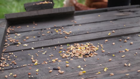 Slow-motion-spreading-grain-and-corn-for-chickens