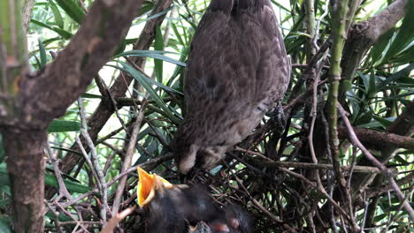 Kreidebrauner-Spottdrossel,-Der-Jungtiere-Im-Nest-Bewacht