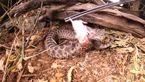 angry rattlesnake strikes meal offered by snake wrangler super slow motion