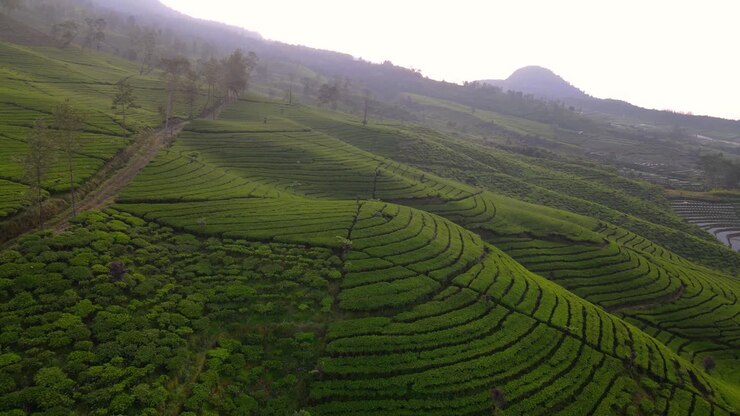 Fly over green tea plantation on the mountain slope in the morning
