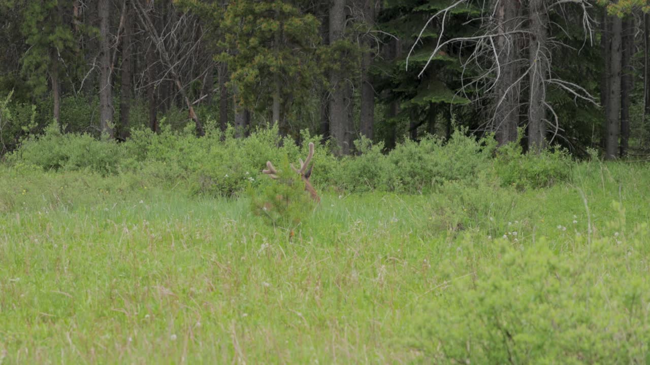 Caribou sitting in a grassy meadow with just its head visible above the tall grass in Banff National Park
