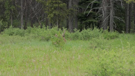 caribou sitting in a grassy meadow with just its head visible above the tall grass in banff national park