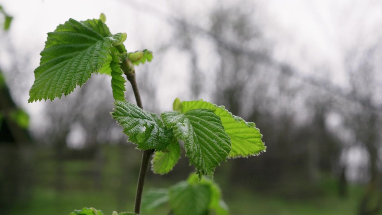 Makroaufnahme von Regen, der während eines Sturms auf Gartenblumen fällt