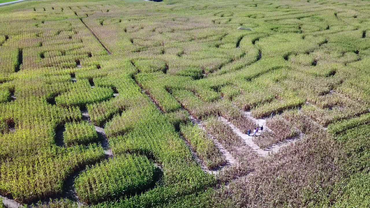 미시간 농장의 광대한 옥수수 미로 위의 공중