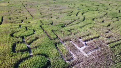 an aerial over a vast corn maze on a michigan farm