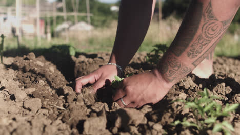 primer plano de manos latinas plantando en el suelo seco de un huerto por la mañana