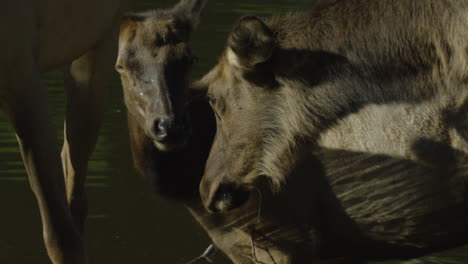 Kanadische-Tierwelt---Majestätische-Hirsche,-Die-Am-Ufer-Eines-Flusses-Entlang-Spazieren