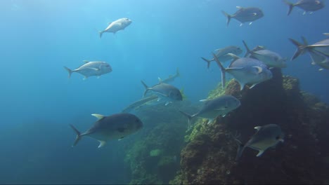barracuda y jackfish nadan sobre el arrecife de coral con hermosos rayos de sol