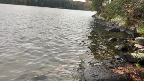 Fall-leaves-and-needles-floating-along-Muskoka-shoreline-on-overcast-day