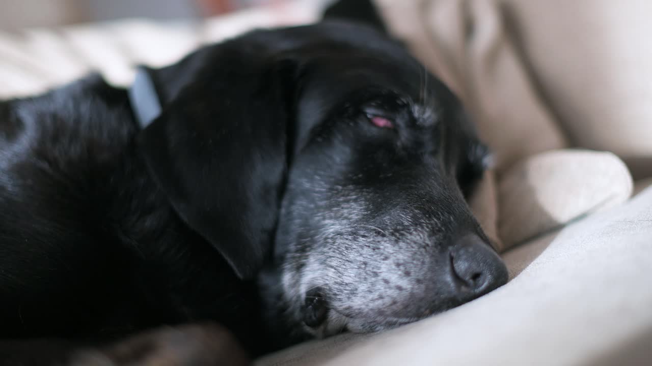 소파 에 잠자리 를 고 있는 고위 흑인 개 의 코 의 은 시각