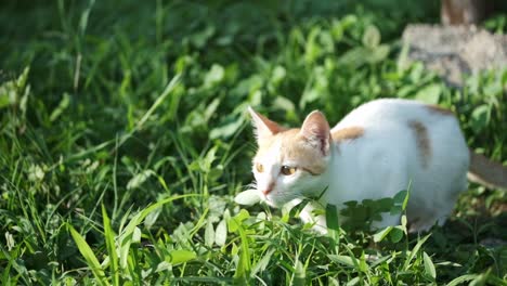 Lindo-Gatito-De-Mermelada-Blanca-En-El-Campo-De-Hierba-Saltando-Hacia-Adelante-Juguetonamente-Retroiluminado-A-Cámara-Lenta