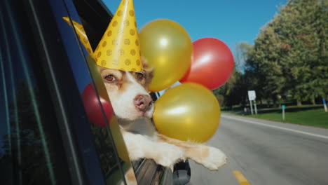 Gracioso-Perro-Pasajero-Auto-Asoma-Por-La-Ventana