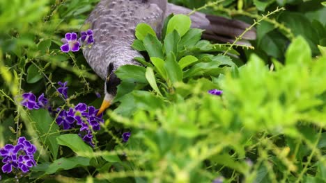 un pájaro interactúa con flores púrpuras vibrantes.