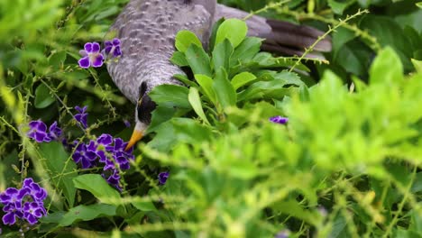 a bird interacts with vibrant purple flowers.