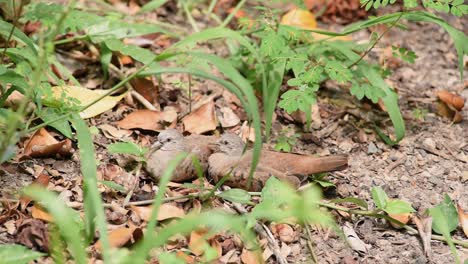 Rötliches-Taubenpaar-Getarnt-Zwischen-Blättern-Auf-Waldboden