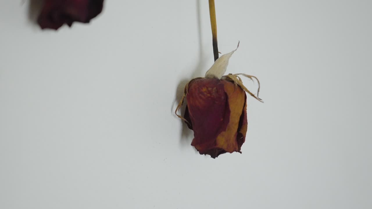 한 장미에서 다른 장미로 초점을 맞추기