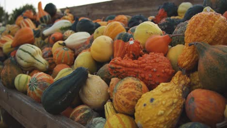 ornamental pumpkins-gourds lie in a wooden box