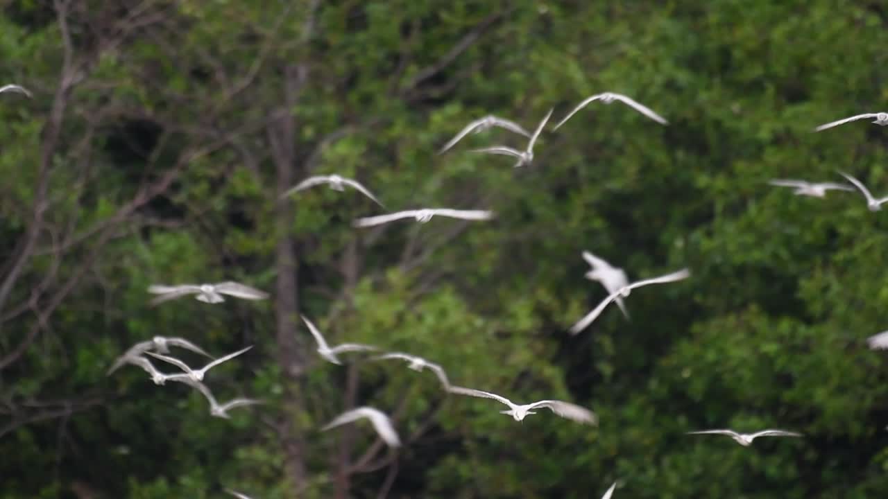 제비갈매기는 전 세계 바다, 강 및 기타 더 넓은 수역에서 볼 수 있는 바닷새입니다.