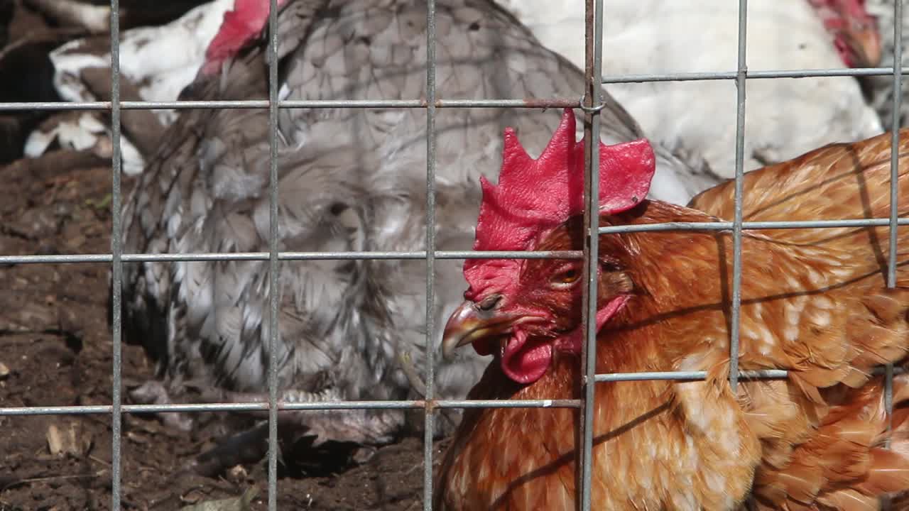 철망 뒤의  ⁇ 들. 영국