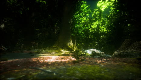 tree-roots-and-sunshine-in-a-green-forest