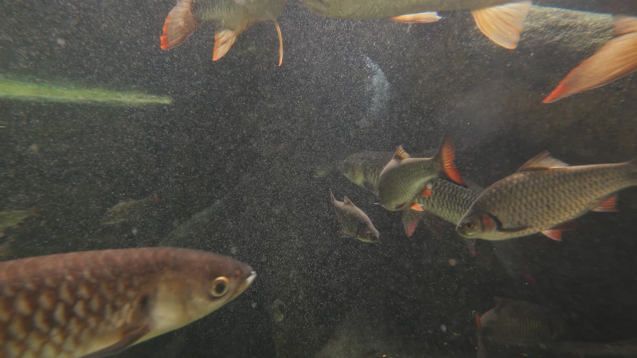 fish filmed in an aquarium