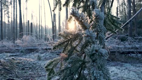 frozen forest at sunrise