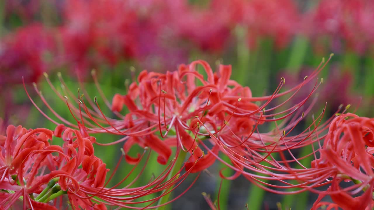 Slow motion close up macro of spider lily flower